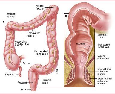 IRRITABLE BOWEL SYNDROME AND  BIOFEEDBACK WEBINAR RECORDING